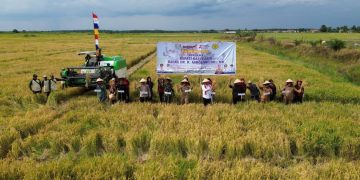 Bupati Banyuasin: Panen Padi Perdana, Desa Pulau Parang Miliki Banyak Potensi Selain Padi